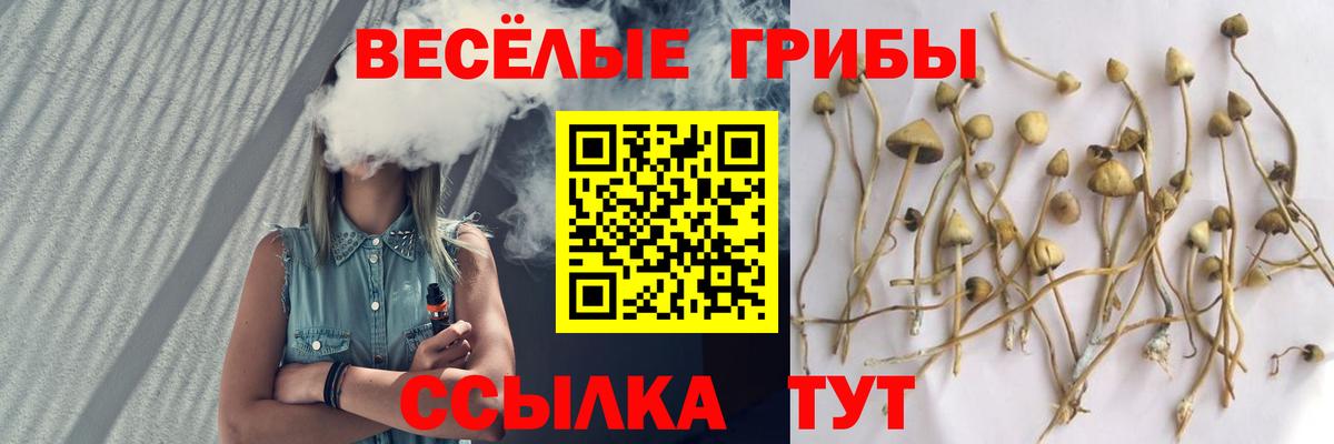 где купить   Галлюциногенные грибы Cubensis  Вход с VPN  Лабинск 